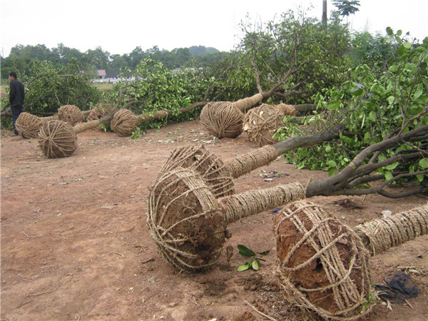 香泡樹(shù)圖片