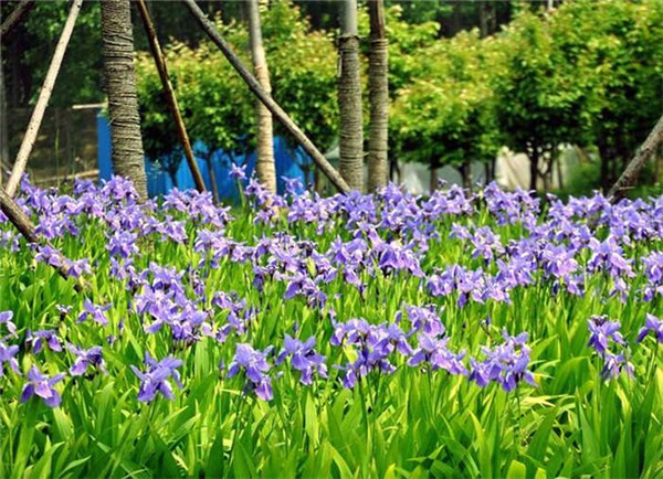 德國鳶尾基地實(shí)拍圖片