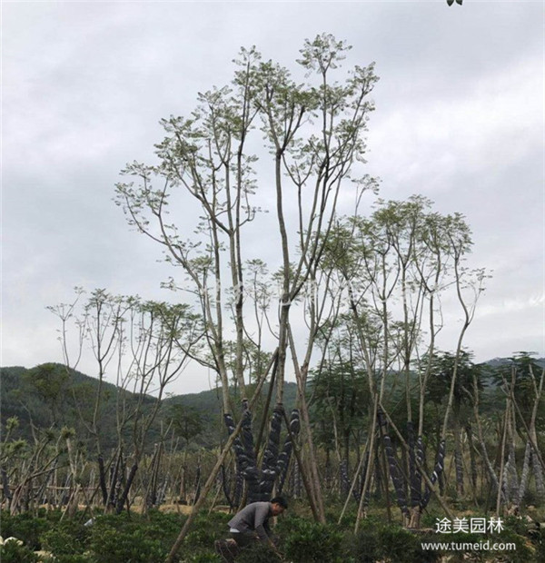 貴州叢生藍花楹基地圖片