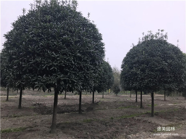 較有名的桂花樹基地，你一定不知道！