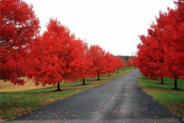 美國(guó)紅楓圖片