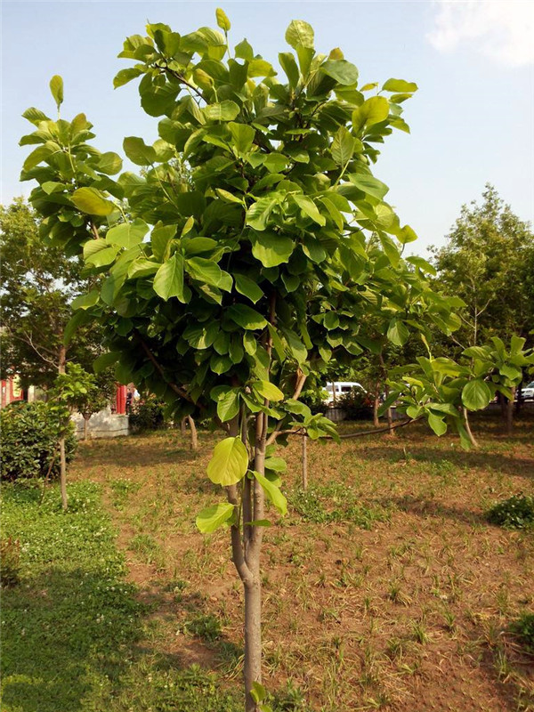 菩提樹