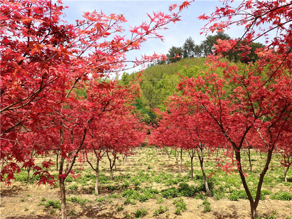 6公分日本紅楓圖片