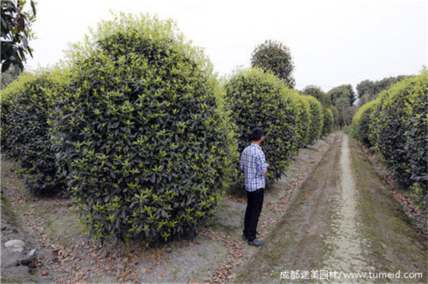 金桂樹(shù)圖片