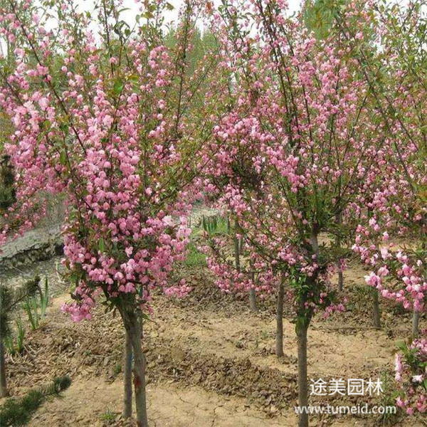 西府海棠基地實拍圖片